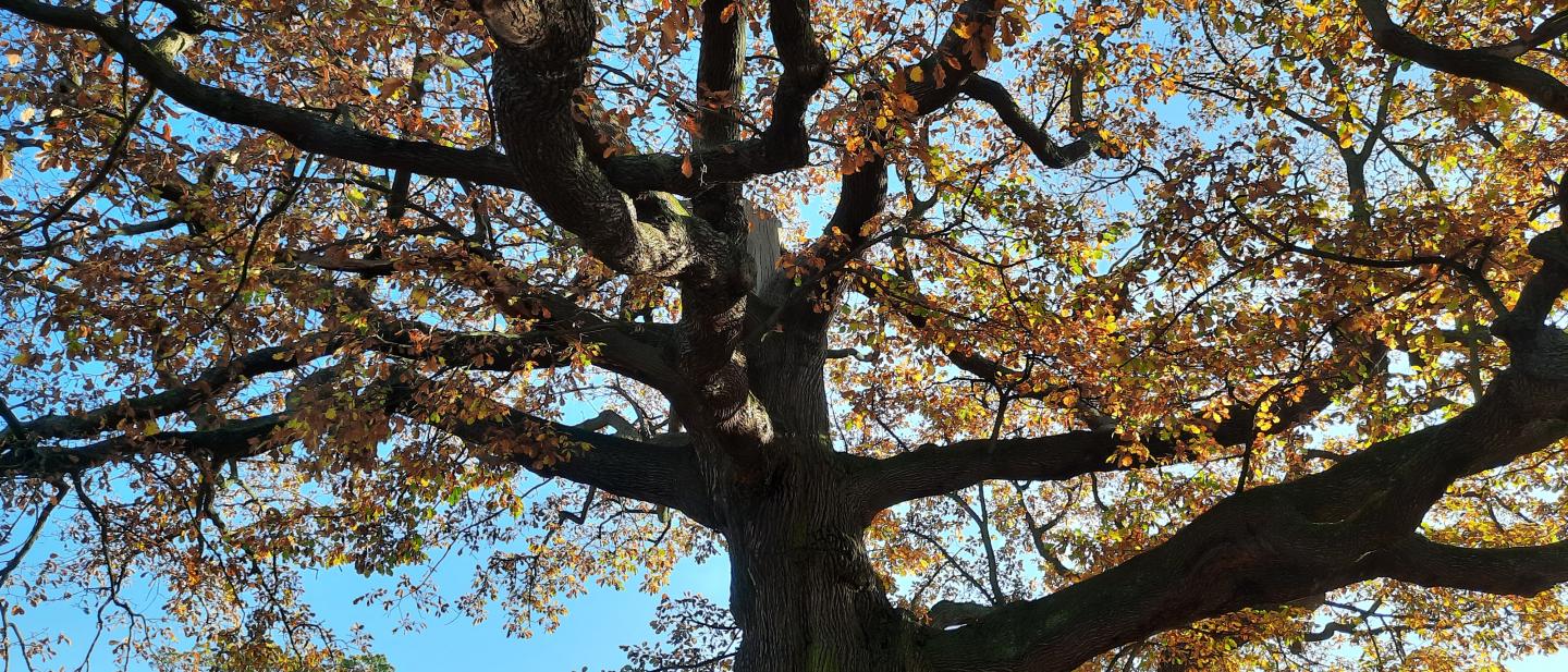 close up image of branches on oak tree in autumn