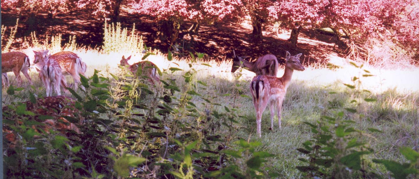 Fallow deer in Alexandra Park