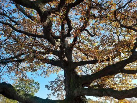 Close up of the Bruce Castle ancient oak