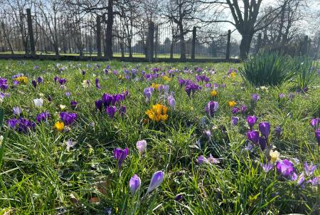 crocuses on Church Lane