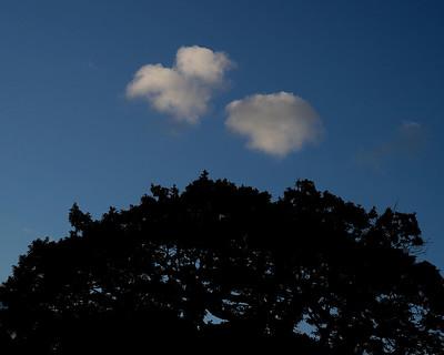 clouds above an ancient oak tree