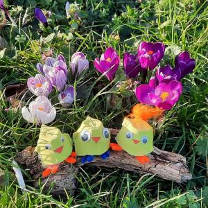 Egg box chicks