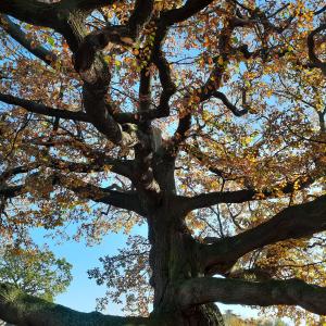 close up image of branches on oak tree in autumn