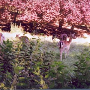 Fallow deer in Alexandra Park