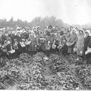 Image of group of children in early 1900s picking crops in a farm