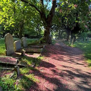 Tottenham Cemetery in spring 2025