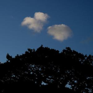 clouds above an ancient oak tree